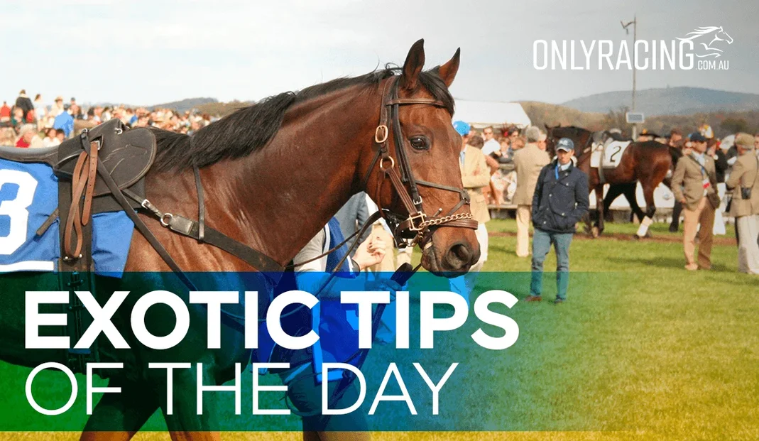 Exotic Tips of the Day